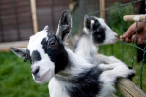 penyakit pygmy goat
